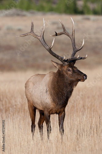 Elk in the wild