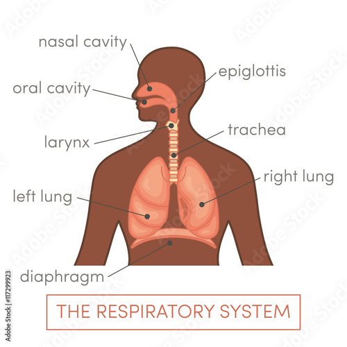 Respiratory system vector