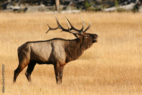 Elk in the wild