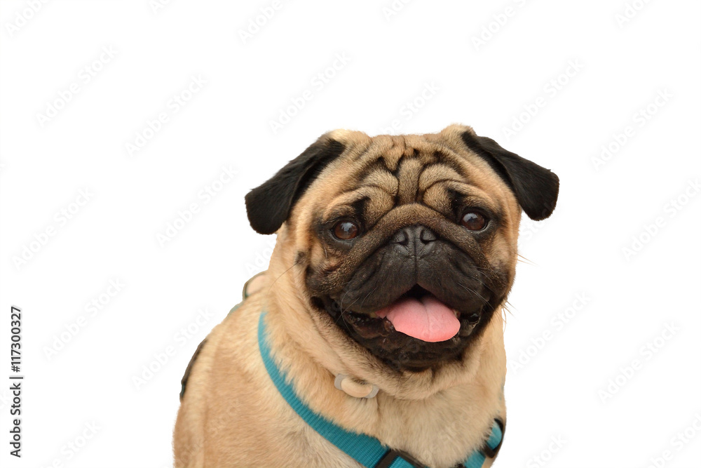Close-up cute pug dog isolated  on a white background. Look at the camera.