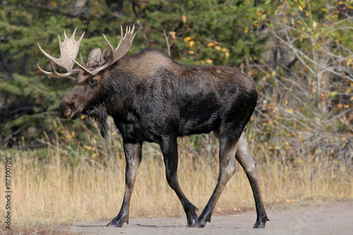 Bull Moose in the wild
