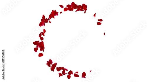 Dark red rose petals flying in a circle leaving the center space for Your text or photos. Isolated white background. The quality of 4K