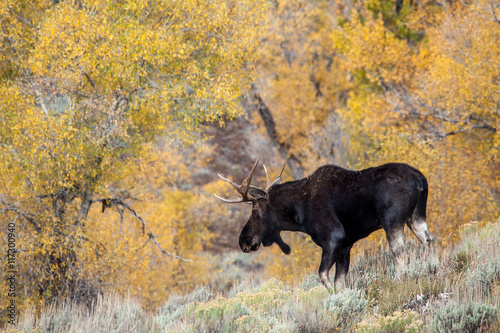 Bull Moose in the wild