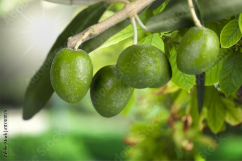 Wallpaper Mural Olive. Torontodigital.ca