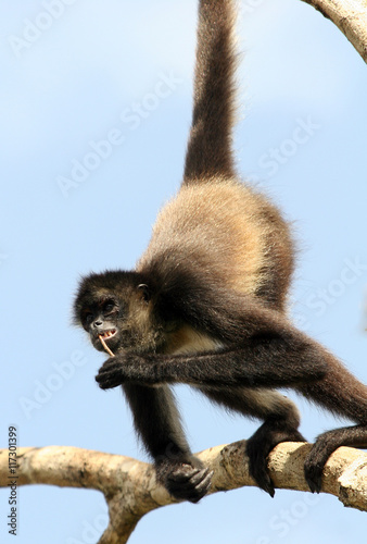 Spider monkey in tree