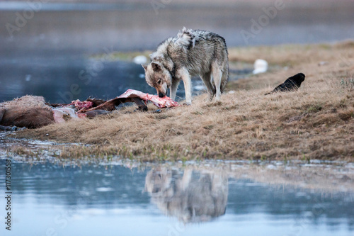 Fototapeta Naklejka Na Ścianę i Meble -  Wolf in the wild