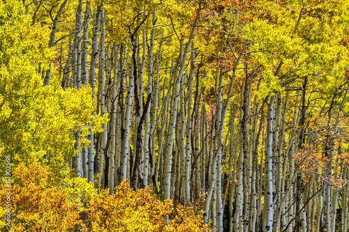 Aspen trees in the Fall