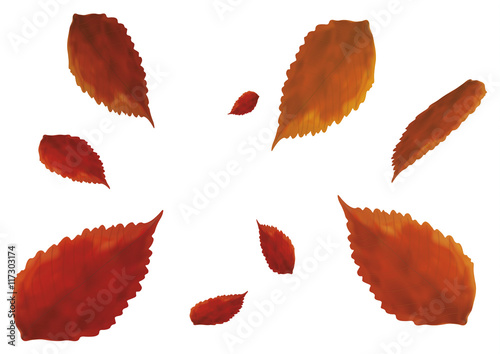 Red leaves series