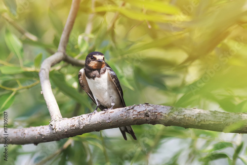 bird swallow sitting on a tree among the leaves