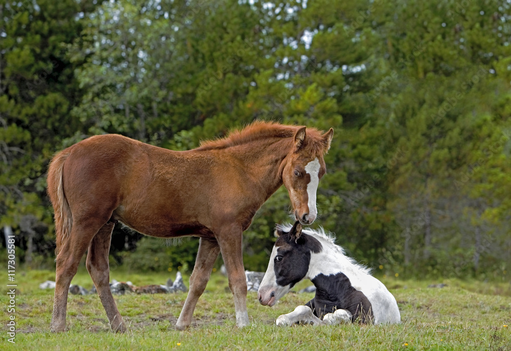 Two Fillies , paint and chestnut playing at pasture Two Fillies , paint and chestnut playing at pasture