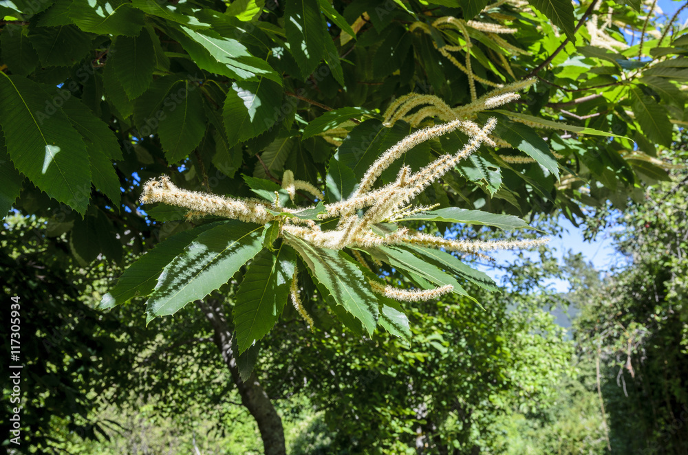 Fototapeta premium Detail of flower of chestnut tree in summer