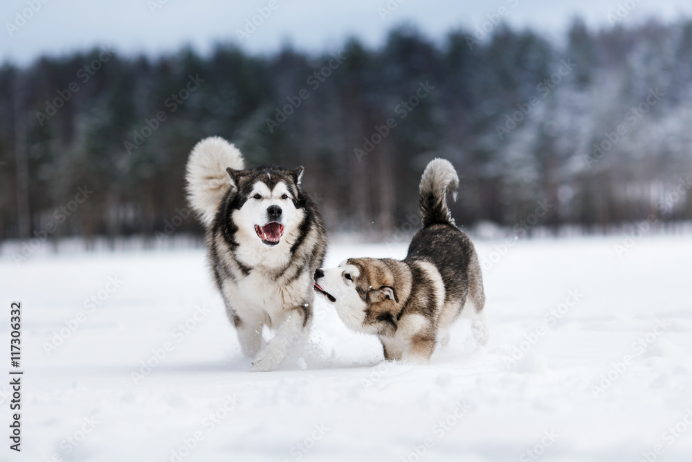 two dogs breed Alaskan Malamute walking in winter