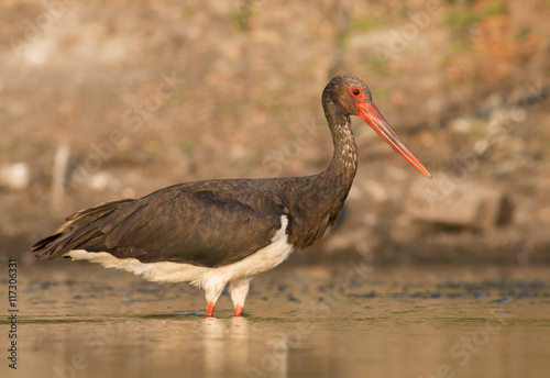 Black Stork