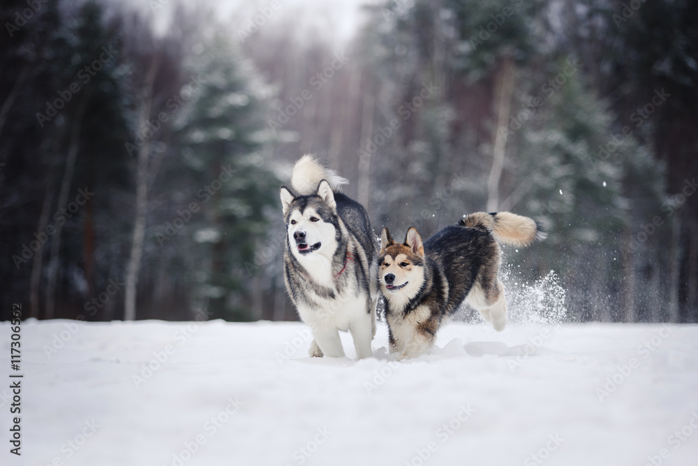 two dogs breed Alaskan Malamute walking in winter