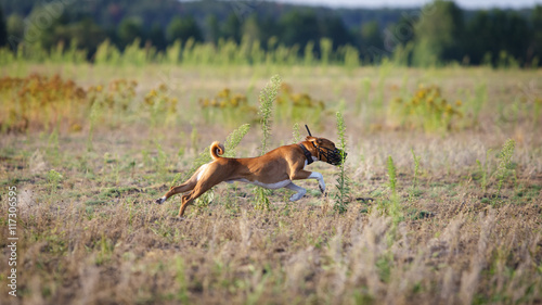 Coursing. Basenji dog running on the field
