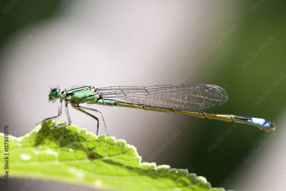 Common Blue Damselfly on a blade of grass Common Blue Damselfly on a blade of grass