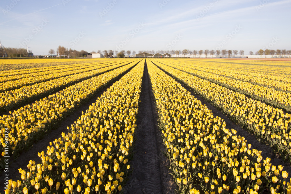Rows of yellow tulips in spring with a cloudless sky