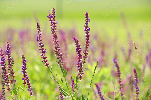 Meadow sage flowers on summer day © Africa Studio
