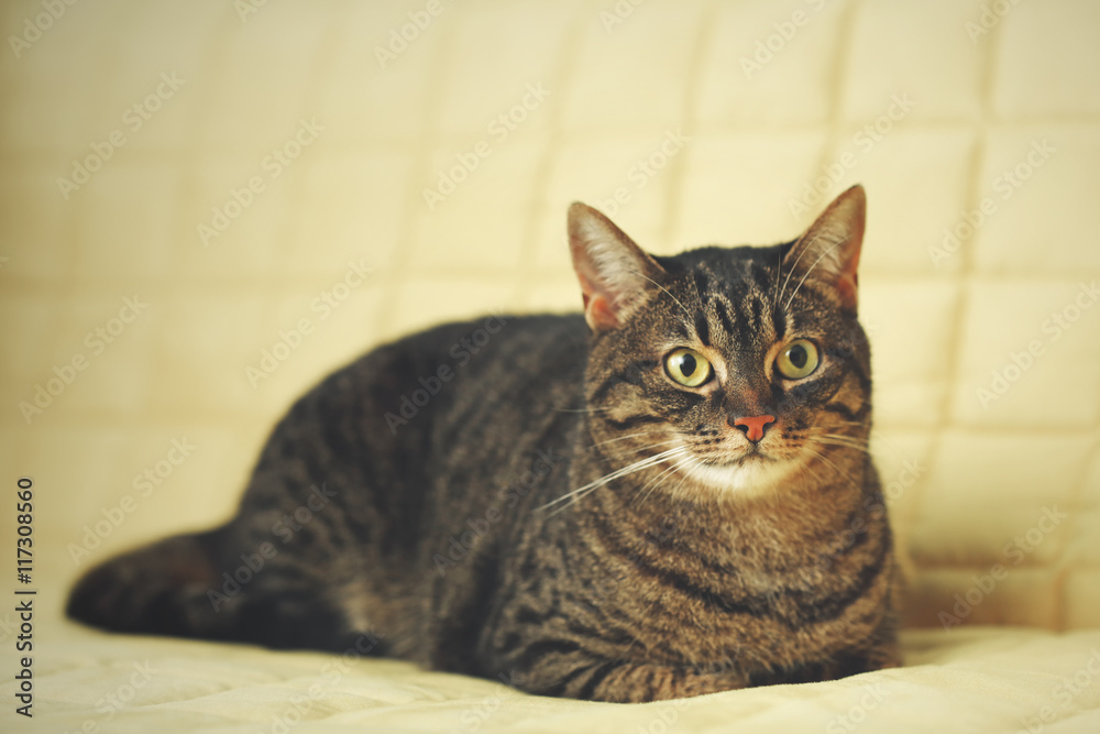 Cute grey cat on yellow sofa