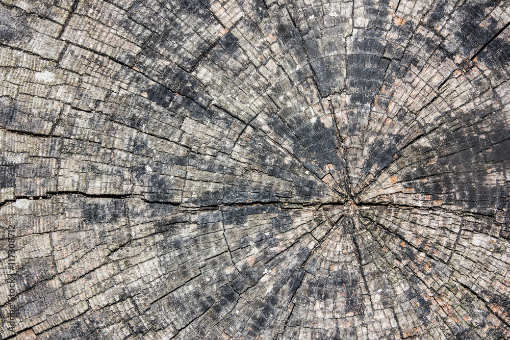 Fototapeta premium Tree cross section cut slice closeup.