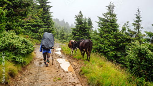 Tourist goes along mountain trail in mist weather, Carpathians, Ukraine. © O.Farion