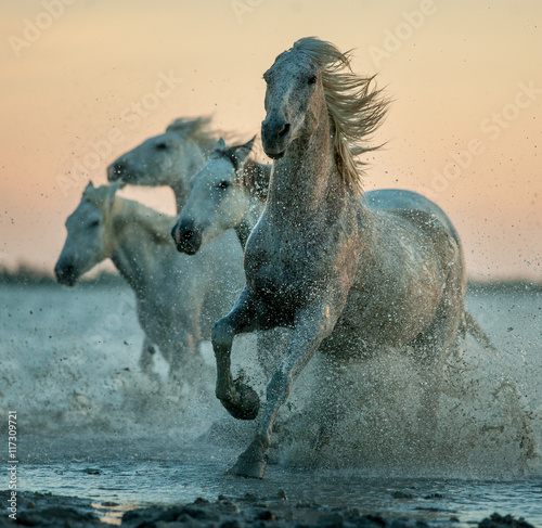 camargue horses running on the sunrise water