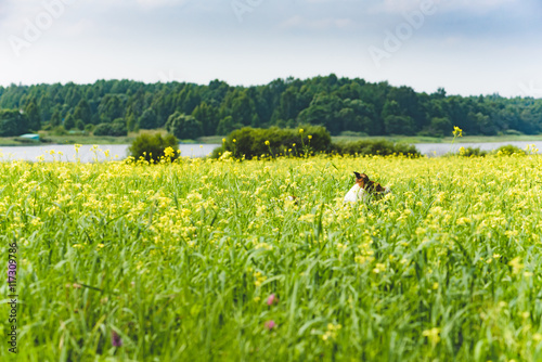 Landscape with dog playing in meadow of blossom yellow flowers