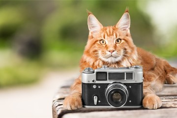 Cat.