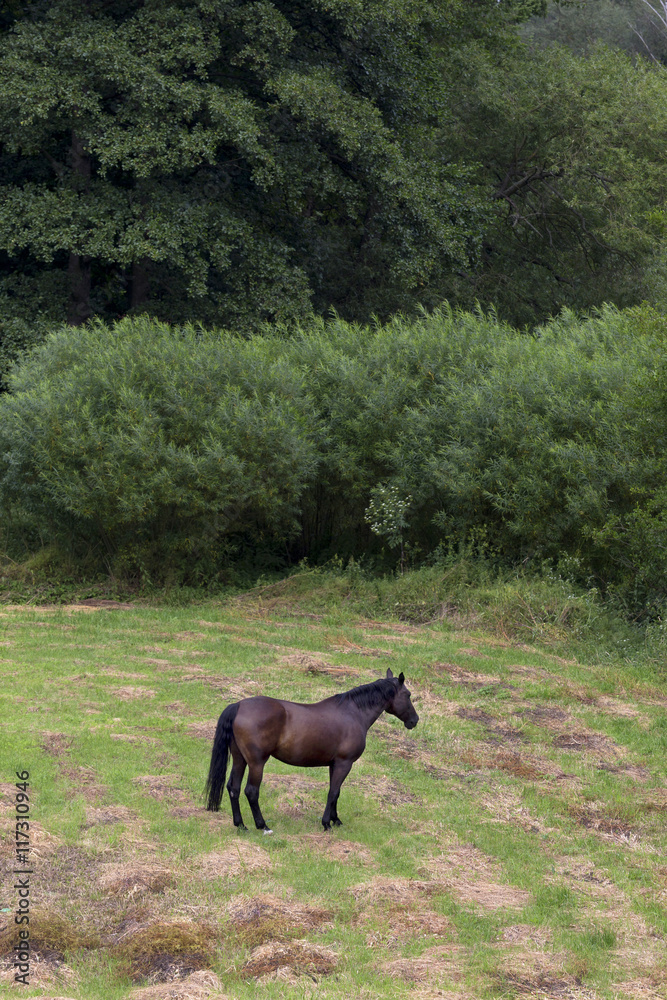 Grazing Horse in the summer Landscape Grazing Horse in the summer Landscape