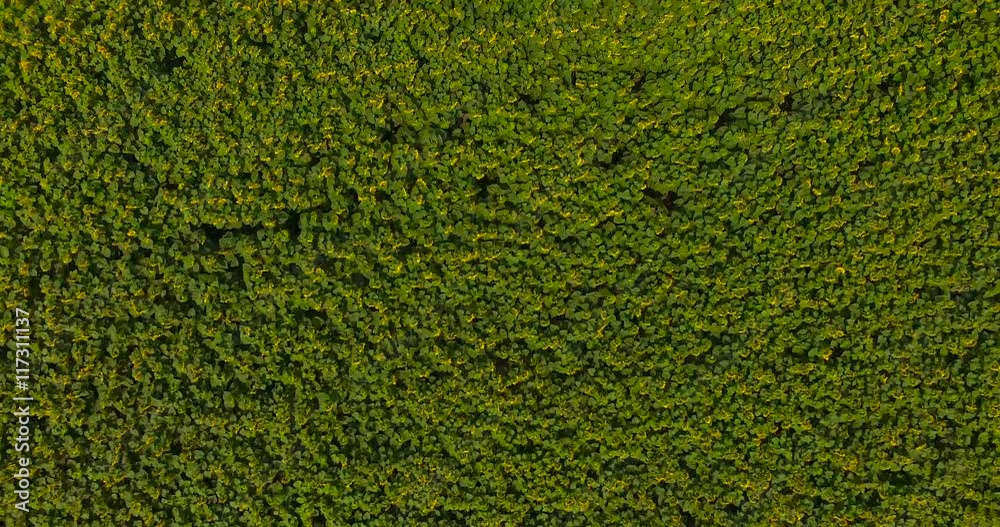 Aerial of sunflowers field in summer Aerial of sunflowers field in summer