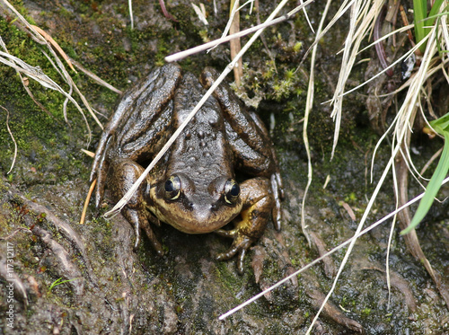 Cascades Frog - Rana cascadae