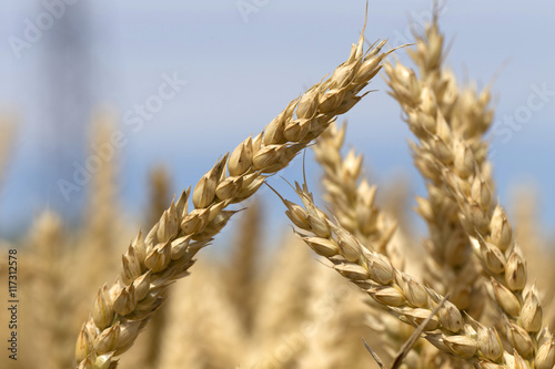 Detail of Wheat Spikes
