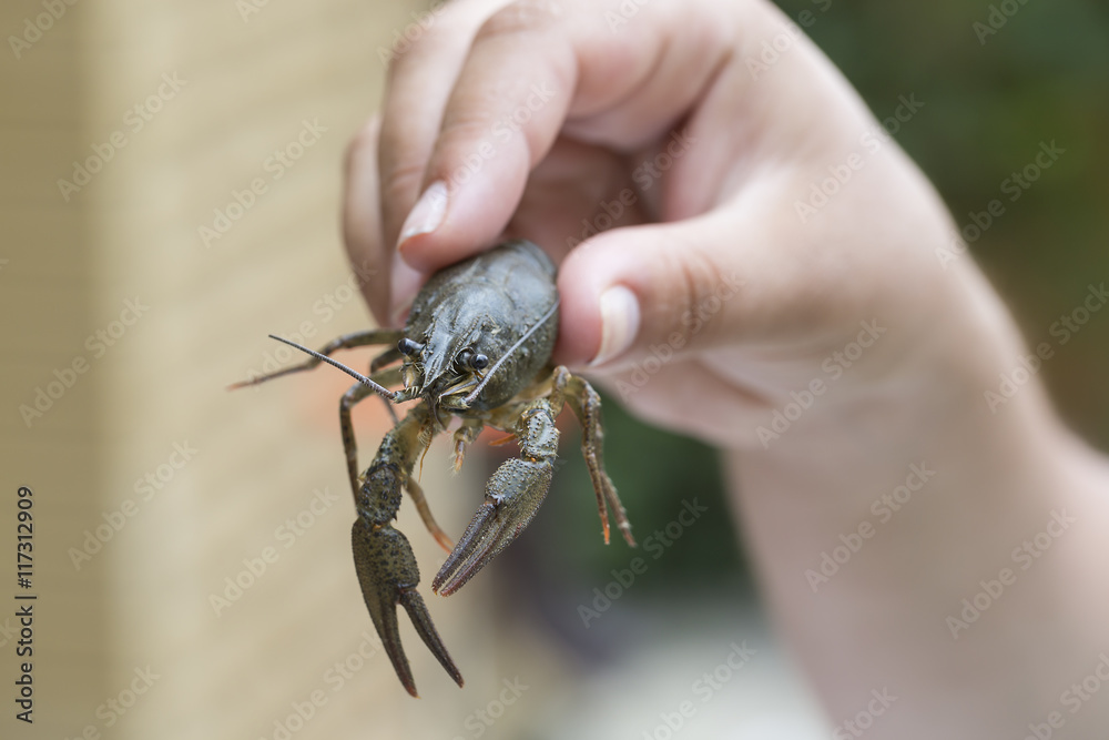 Nature Concept. Woman's hand holds alive crayfish