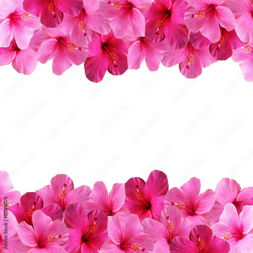 Obraz premium Beautiful floral background with pink hibiscus isolated