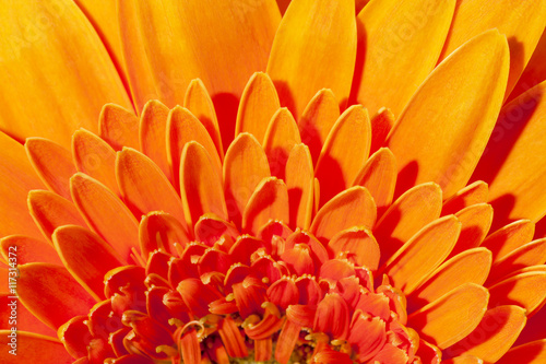 Background of flower of orange gerbera, close up © mychadre77
