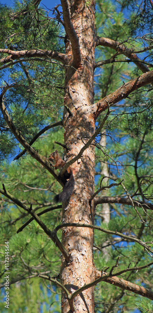 Squirrel with cone on pine tree Squirrel with cone on pine tree