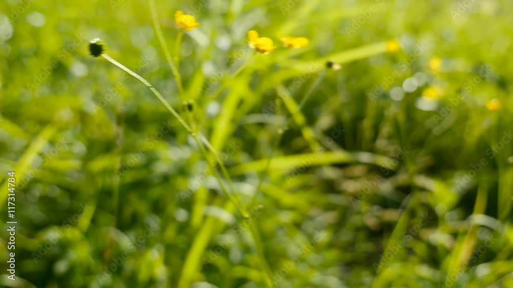 Summer meadow flowers and grass in the sun (No 2) Summer meadow flowers and grass in the sun (No 2)