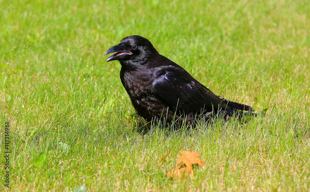 Big black raven sitting on the green grass Big black raven sitting on the green grass
