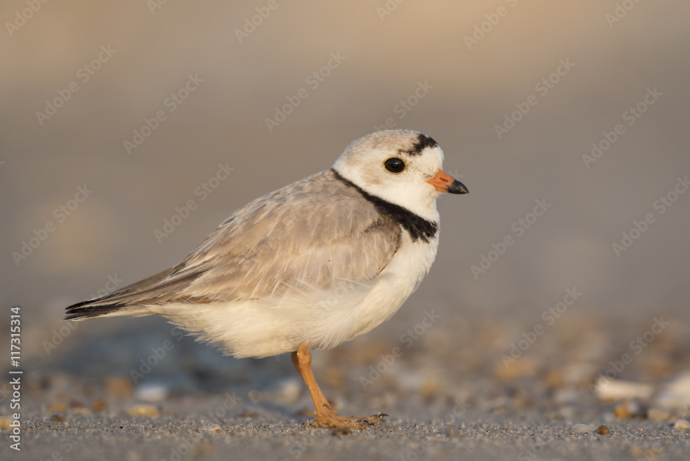 An endangered adult Piping Plover stands on a sandy beach on a bright sunny morning. An endangered adult Piping Plover stands on a sandy beach on a bright sunny morning.