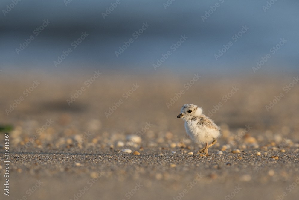 An endangered cute and tiny Piping Plover chick stands on a pebble covered beach in the early morning sunlight. An endangered cute and tiny Piping Plover chick stands on a pebble covered beach in the early morning sunlight.