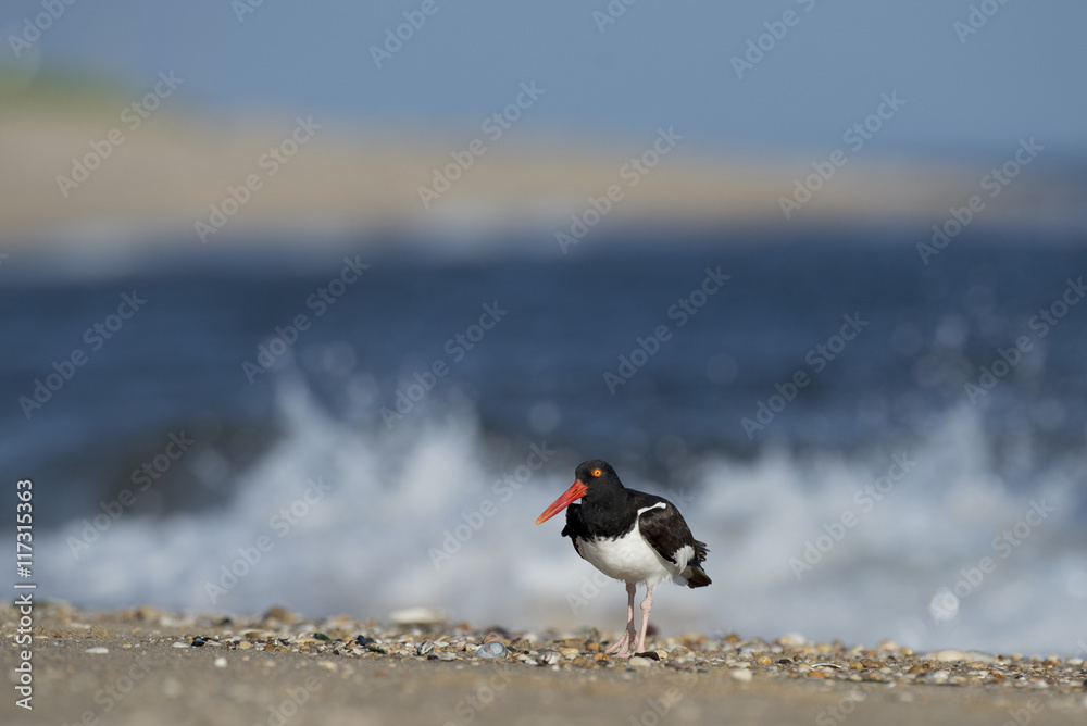 An American Oystercatcher stands on a shell and pebble covered beach as a wave crashes in the background on a bright sunny morning. An American Oystercatcher stands on a shell and pebble covered beach as a wave crashes in the background on a bright sunny morning.
