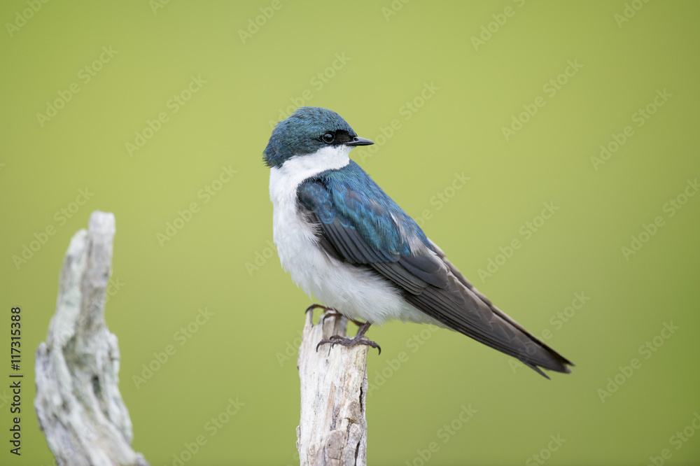 Obraz premium An iridescent adult Tree Swallow sits perched on a light branch in front of a smooth green background.