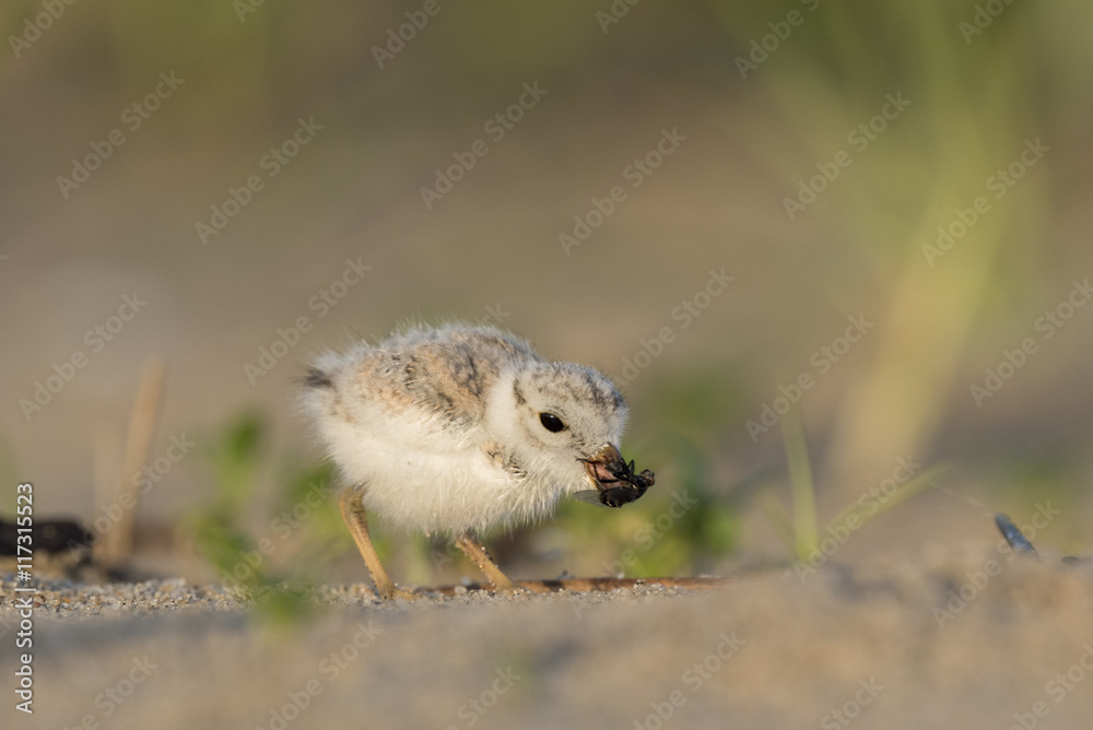 An endangered cute and tiny Piping Plover chick eats a large fly on a sandy beach in the early morning sunlight. An endangered cute and tiny Piping Plover chick eats a large fly on a sandy beach in the early morning sunlight.