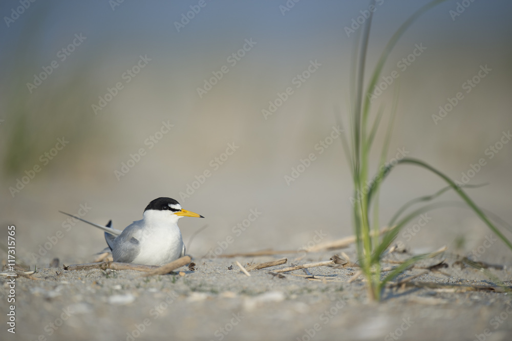 Fototapeta premium An adult Least Tern sits on a sandy beach on a bright sunny morning