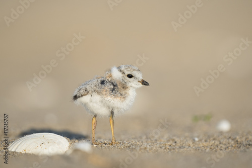 Canvas Print An endangered cute and tiny Piping Plover chick stands on a sandy beach next to a shell in the early morning sunlight