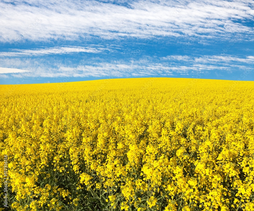 golden field of flowering rapeseed with beautiful clouds golden field of flowering rapeseed with beautiful clouds