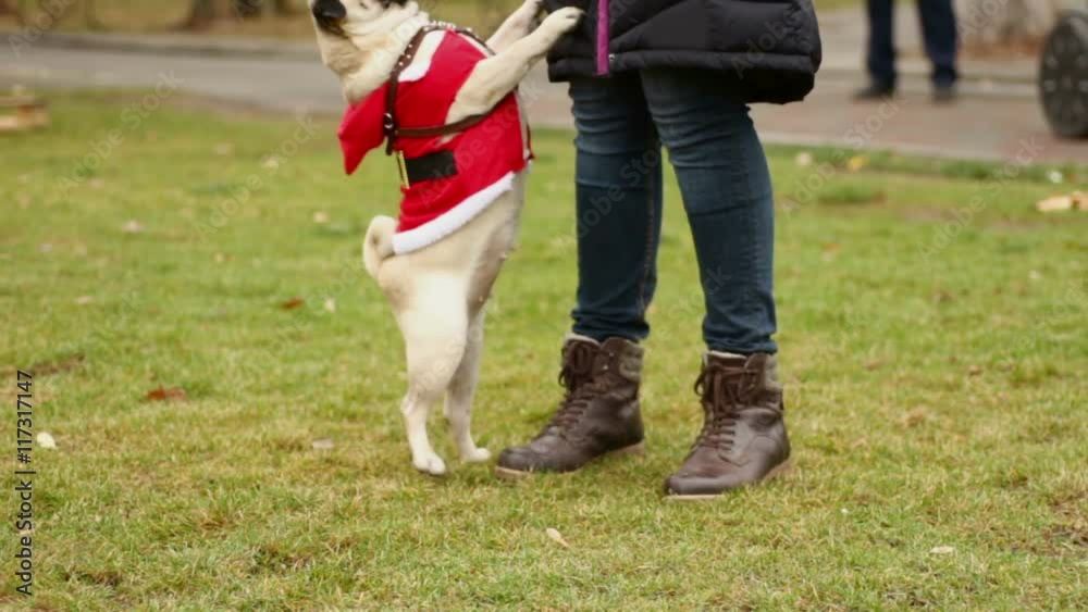 Smart pug standing on hind legs, trick dog asking master for treat, funny animal Smart pug standing on hind legs, trick dog asking master for treat, funny animal