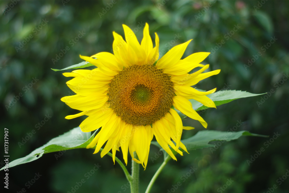Obraz premium big yellow sunflower centered on dark background 