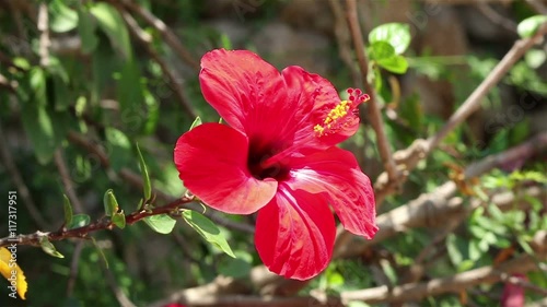 Close front view of a single red hibiscus flower in a warm sunny park environment swinging on the wind