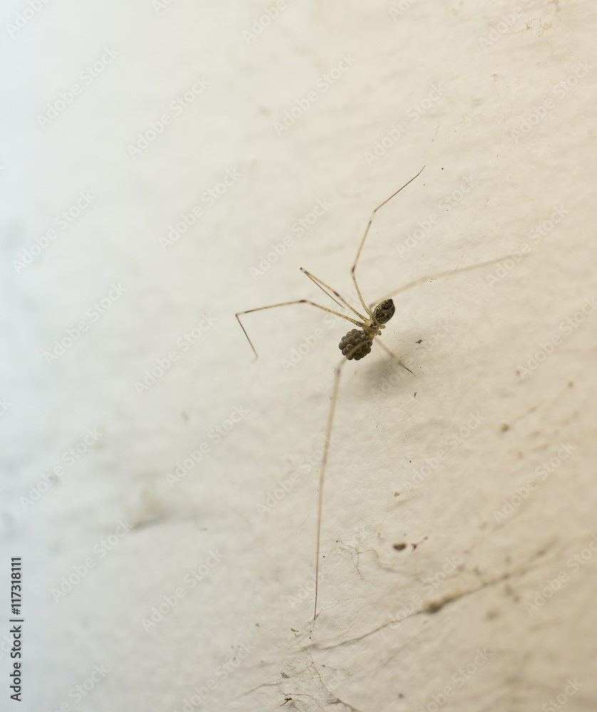 Pholcus sp., a common house spider Pholcus sp., a common house spider